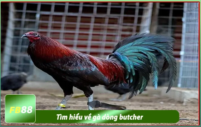Tìm hiểu về dòng gà butcher mỹ