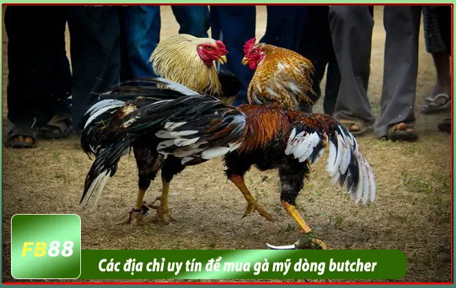 Địa chỉ uy tín mua gà butcher