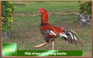 FAQS về dòng gà butcher