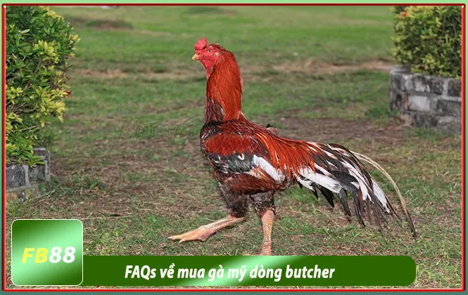 FAQS về dòng gà butcher