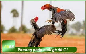 Phương pháp nuôi gà đá c1