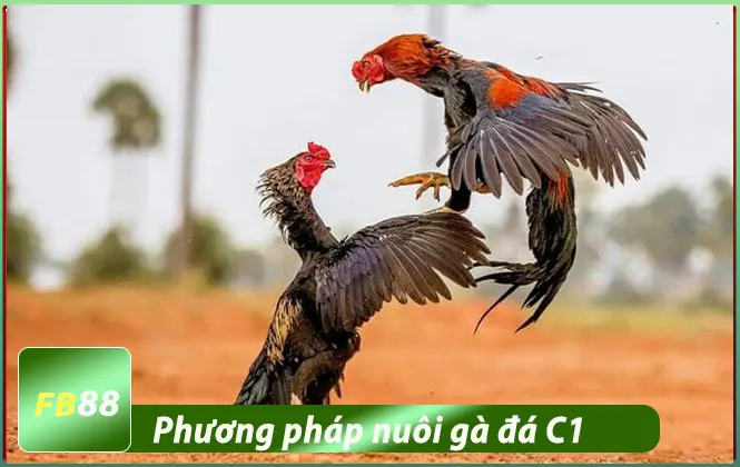 Phương pháp nuôi gà đá c1