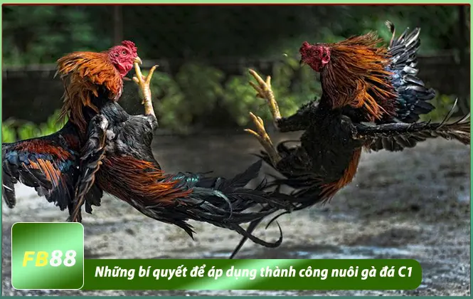 bí quyết nuôi gà đá c1