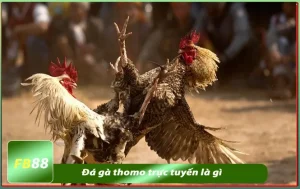 đá gà thomo trực tuyến