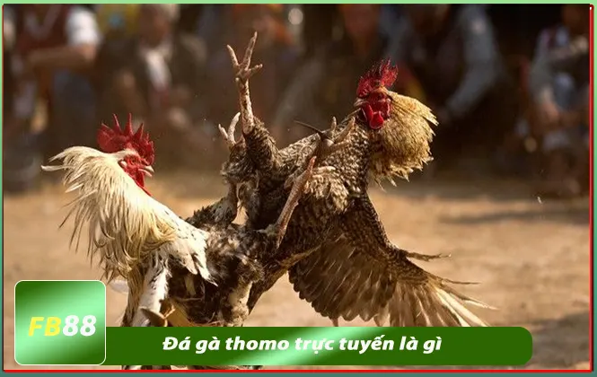 đá gà thomo trực tuyến