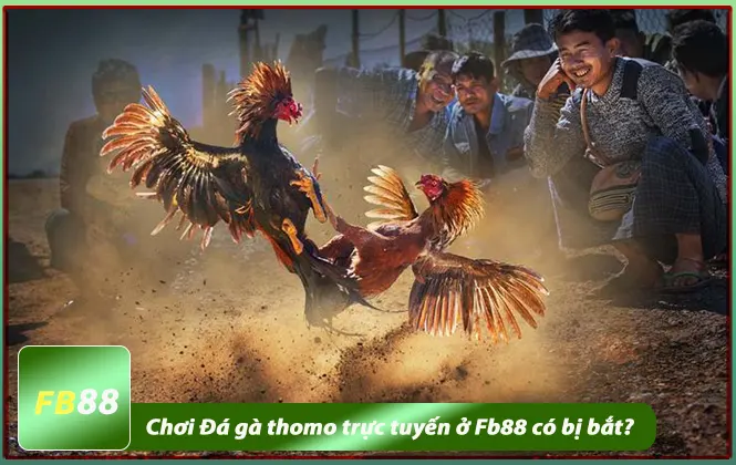 Đá gà thomo trực tuyến ở Fb88