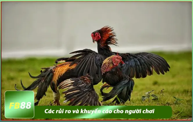 Các rủi ro đá gà thomo
